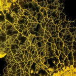 crca_equipe_Jeanson_Project1_15_