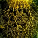 crca_equipe_Jeanson_Project1_17