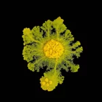 crca_equipe_Jeanson_Project1_7