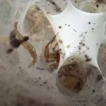 crca_equipe_Jeanson_Project5_3