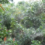 crca_equipe_Jeanson_Project5_4