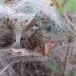 crca_equipe_Jeanson_Project5_5