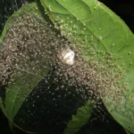 crca_equipe_Jeanson_Project5_6