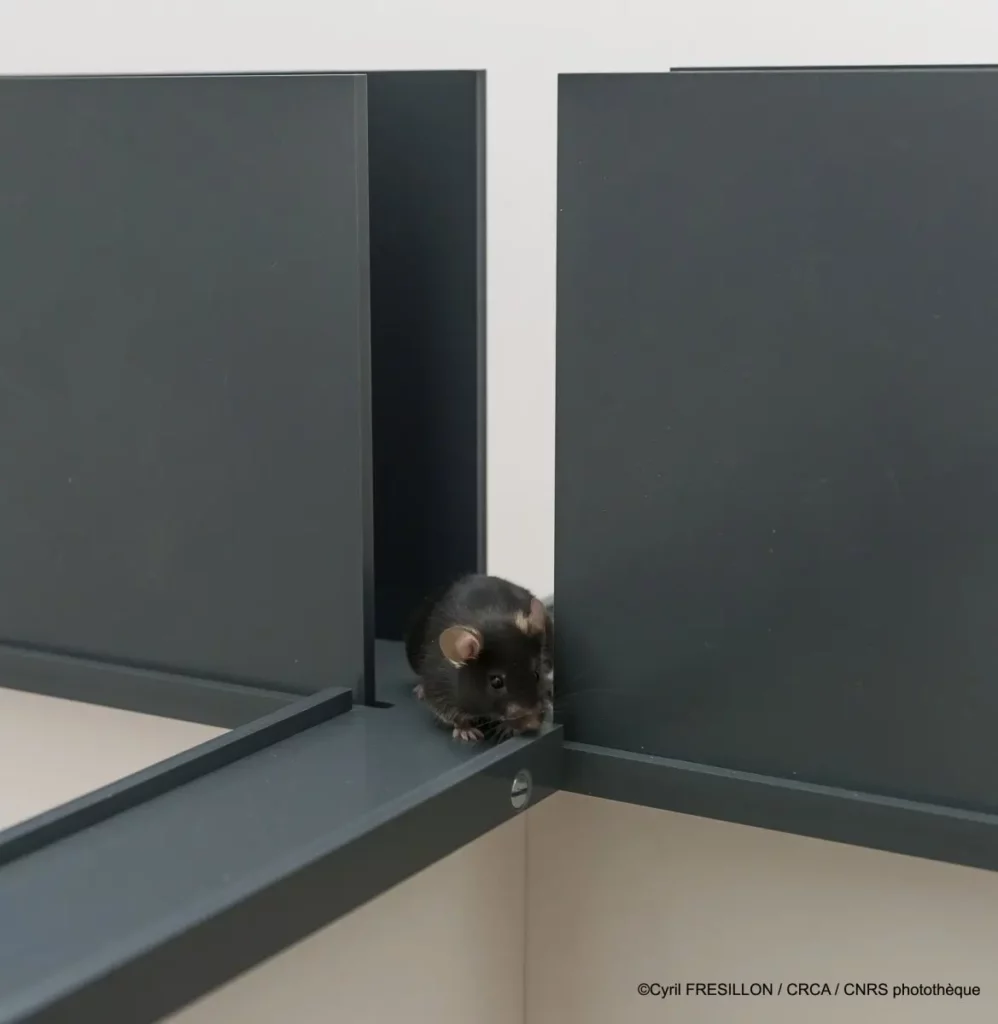 Photo de souris sur une poutre en metal