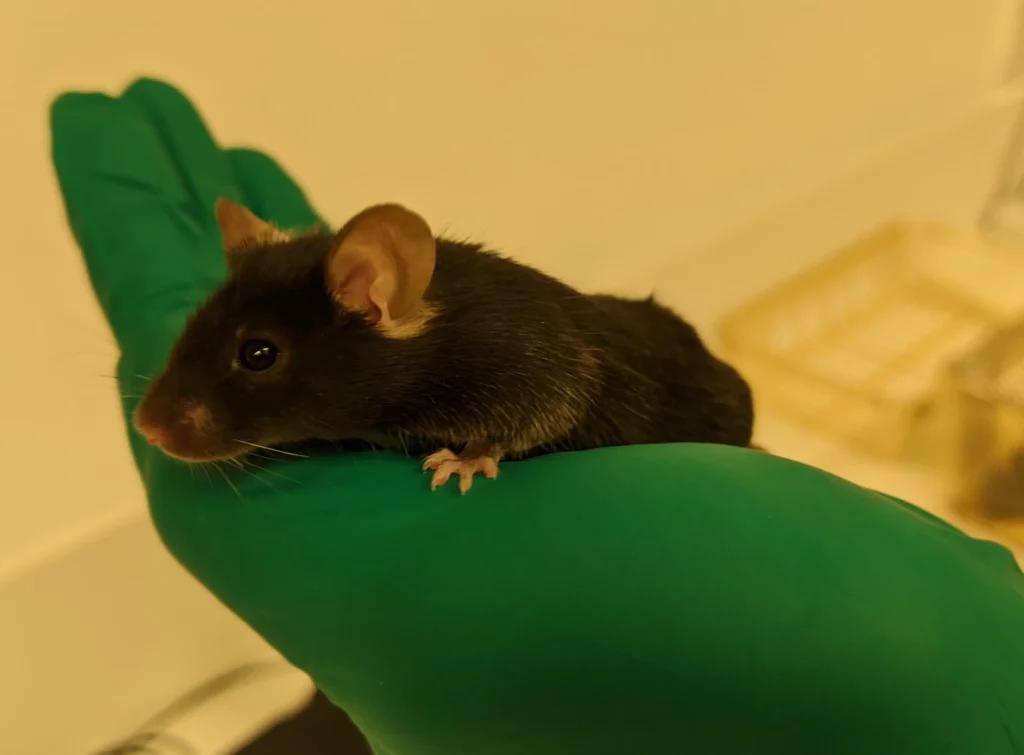 Photo de souris dans une main