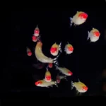 Photo d'un banc de poisson en train de nager sur fond noir