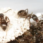 Photo gros plan dans une fourmillière