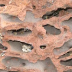 Photo vue de coupe d'un termitière