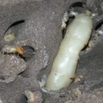 Photo interieur d'une termitière