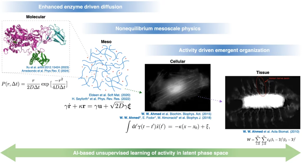 Schéma 'auto-organisation active des systèmes vivants