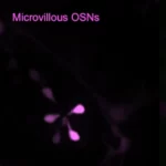 mcd_equipe_Batut_Project1_3