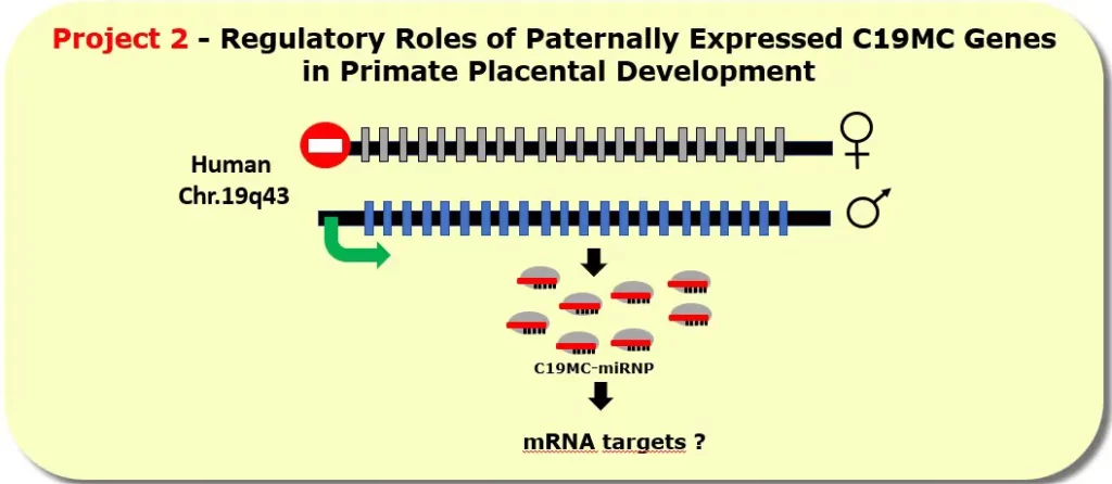 Schéma gènes dans le développement placentale du primate
