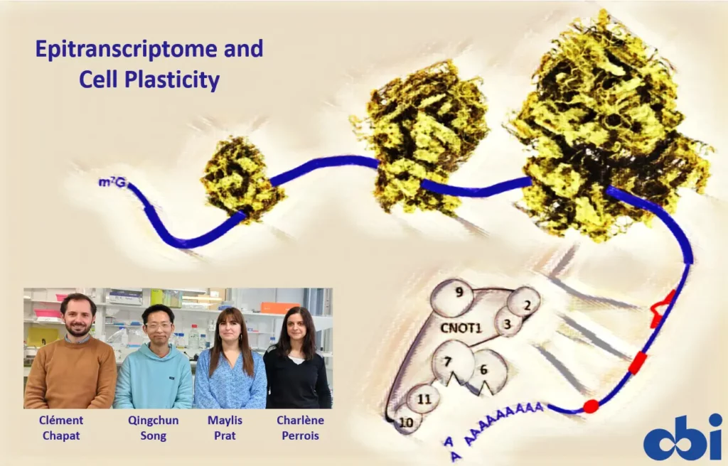 Schéma épitranscriptome & plasticité cellulaire