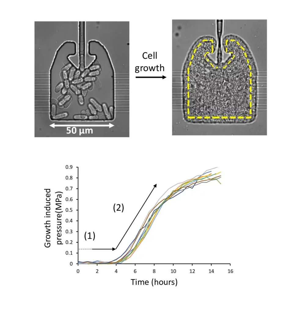 Schéma et graphique de croissance cellulaire