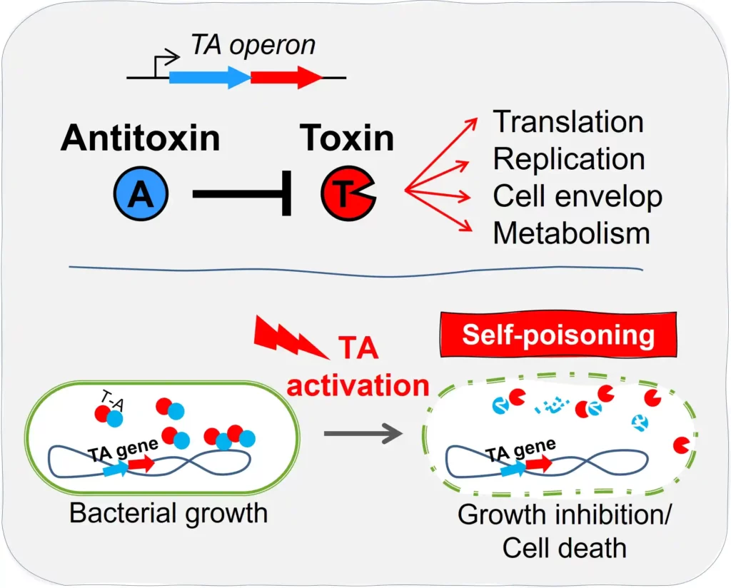 Schéma Systèmes toxine-antitoxine