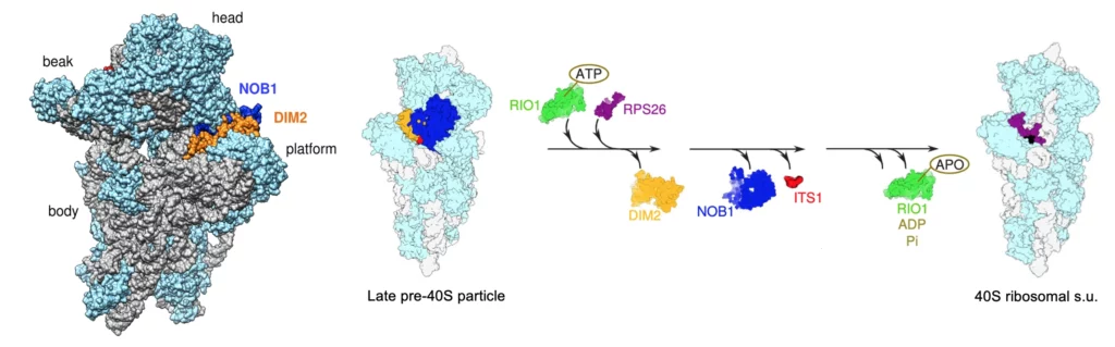 Contrôle du clivage final de l'extrémité 3' de l'ARNr 18S par l'endonucléase NOB1 dans le cytoplasme