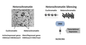 Schéma Hétérochromatin et Hétérochromatin silencing
