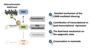 Schéma Hétérochromatin & DAN & RNA