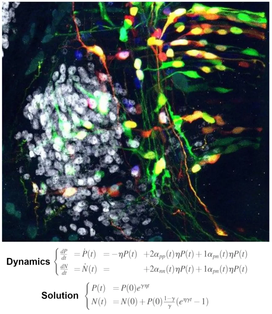 Modélisation de la dynamique de perte des capacités prolifératives des cellules progénitrices neurales