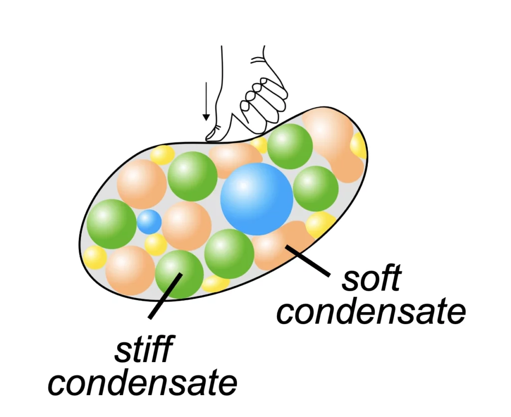 Schéma Condensats de la chromatine