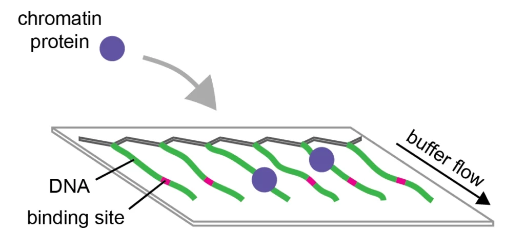 Schéma Biophysique de la chromatine à l’échelle de la molécule unique