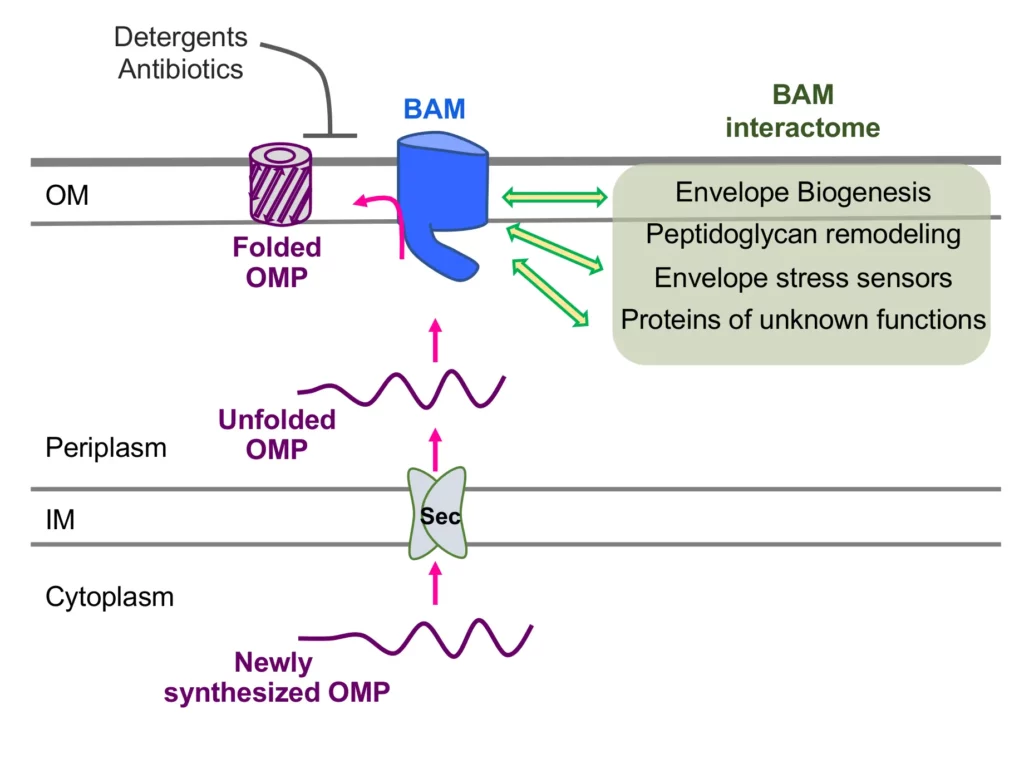 Schéma Les bactéries à Gram