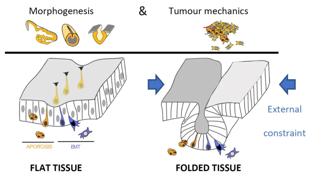 Schéma explicatif travaux équipe MechaMorph