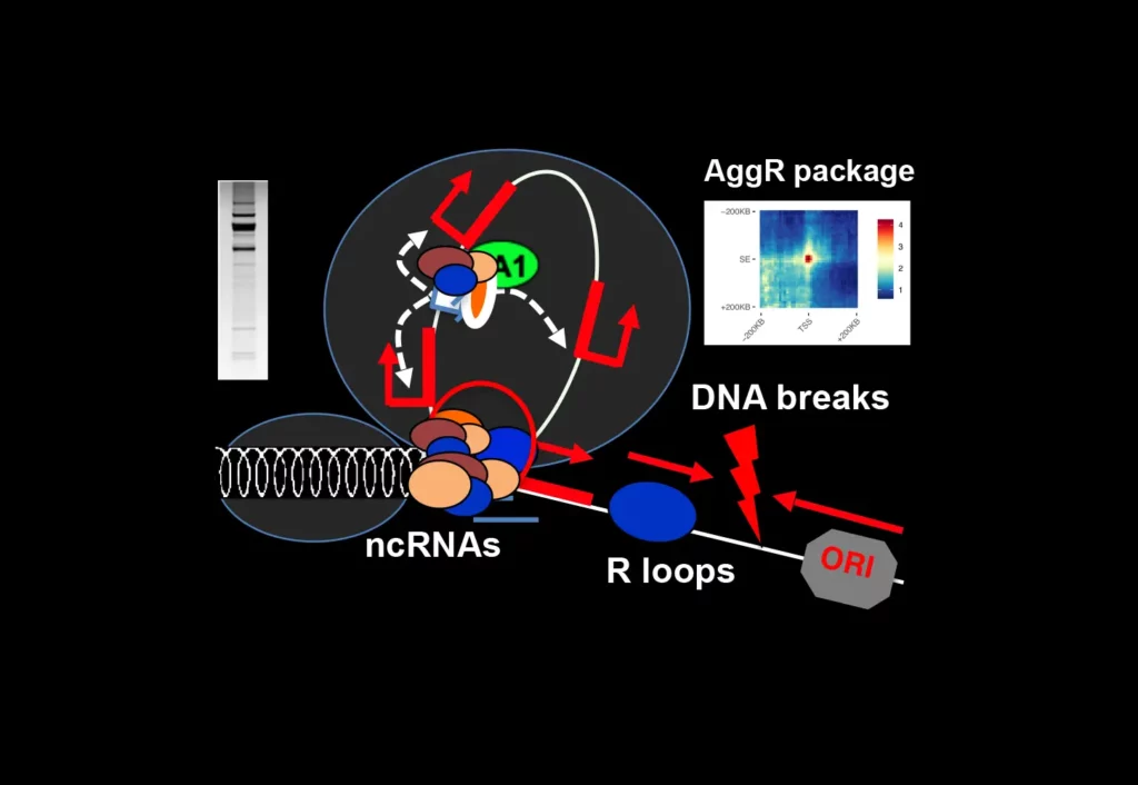 Schéma Fonctions des insulateurs et des ARNs non-codants dans l'instabilité génomique