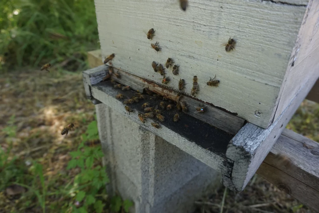 Photo entrée de ruche