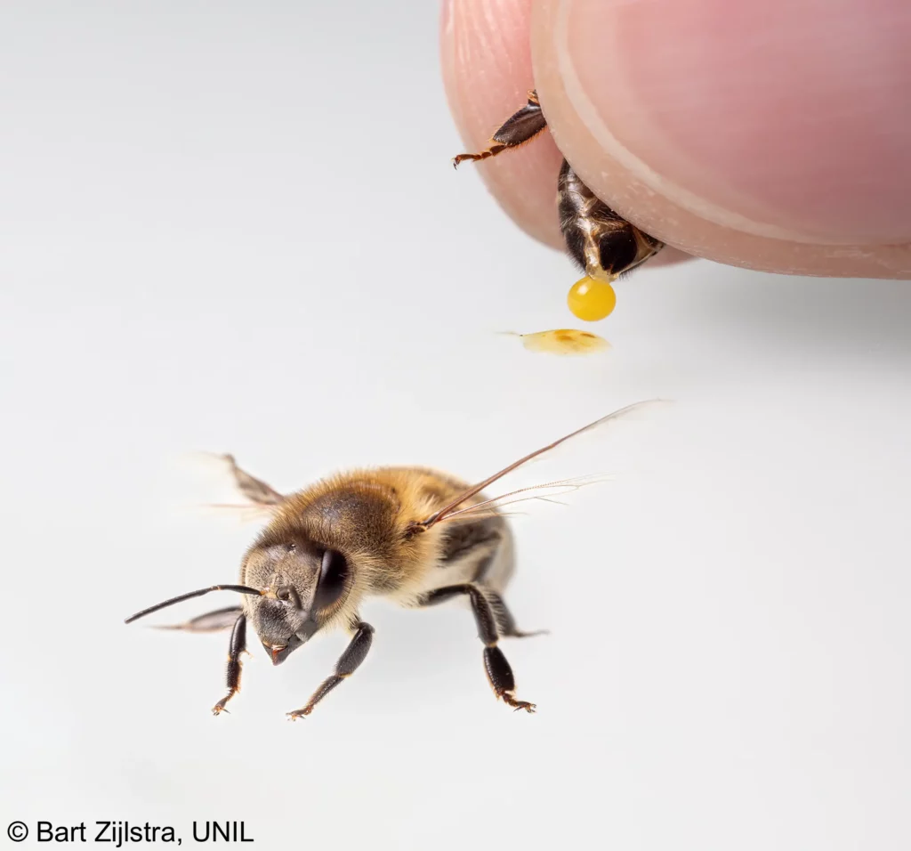 Illustration abeille