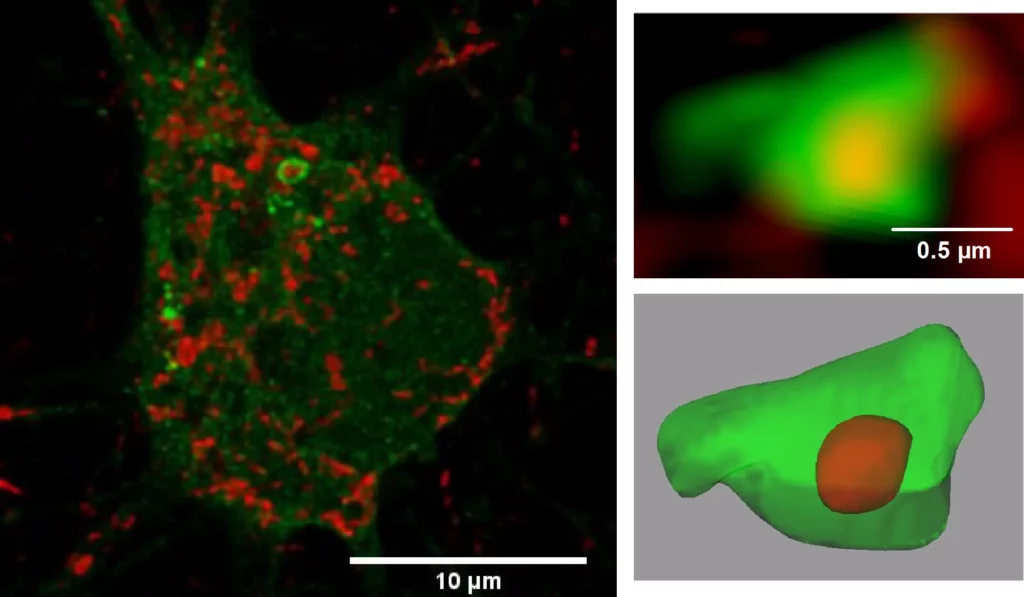 Détection par immunofluorescence des mitochondries (en rouge) et des autophagosomes (en vert)