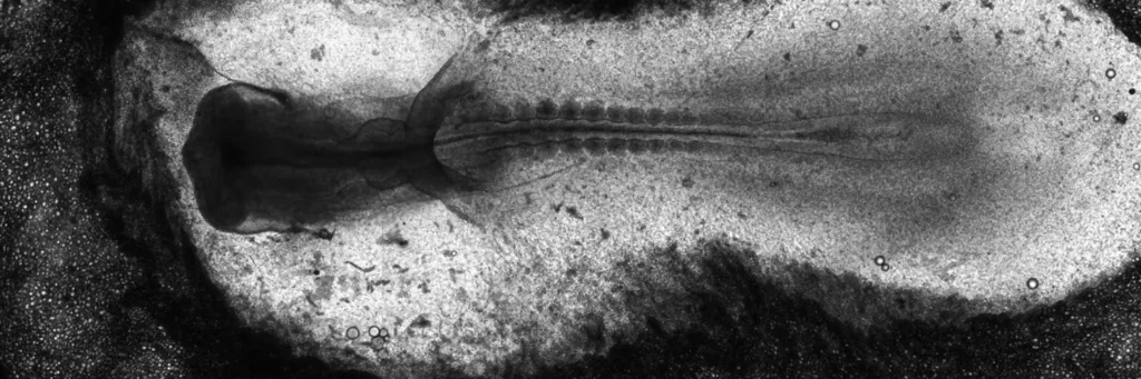 Imagerie illustrant projet Morphogenèse tissulaire