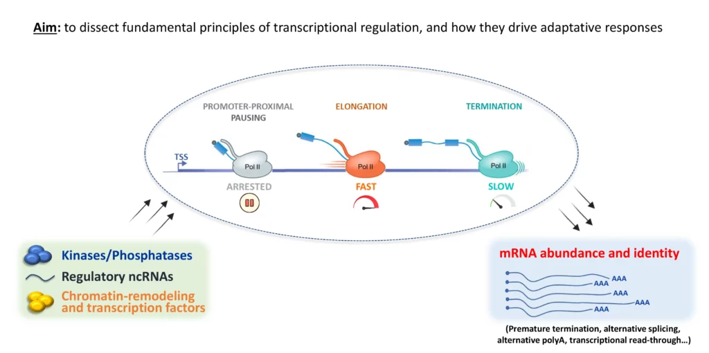 Schéma travaux équipe Egloff
