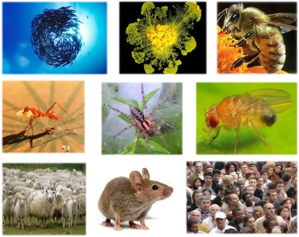 Mutli photo, animaux études comportementale